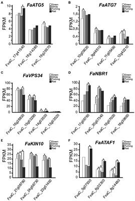 Autophagy Is Required for Strawberry Fruit Ripening